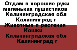 Отдам в хорошие руки маленьких пушистиков. - Калининградская обл., Калининград г. Животные и растения » Кошки   . Калининградская обл.,Калининград г.